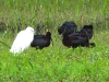 dscn 7104.jpg Ibis falcinelles & aigrettes garzettes au Maraichage