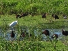 dfscn 7259.jpg Ibis falcinelles & aigrettes garzettes à Air Corsica