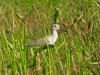 dscn 7374.jpg Chevalier aboyeur Tringa nebularia au Maraichage