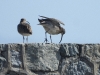 dscn 7787.jpg Courlis corlieux  Numenius phaeopus à Aspretto