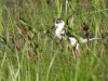 dscn 7833.jpg Echasse blanche Himantopus himantopus au Maraichage