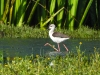 dscn 8354.jpg Echasse blanche Himantopus himantopus au marais de Coggia