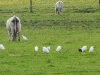 dscn 8451.jpg Rive droite du Liamone : bovins, ibis falcinelles, aigrettes garzettes, héron garde-boeufs, corneilles mantelées