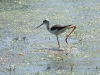 dscn 8494.jpg Echasse blanche Himantopus himantopus au marais de Coggia