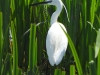 dscn 8495 Aigrette garzette Egretta garzetta au marais de Coggia 