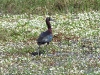 dscn 8550.jpg Ibis falcinelle Plegadis falcinellus à Budicci