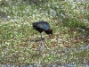 dscn 8554.jpg Ibis falcinelle Plegadis falcinellus & chevalier sylvain Tringa glareola à Budicci