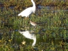 dscn 8851.jpg Aigrette garzette, chevalier gambette & bergeronnette printanière au marais de Molini