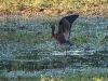 dscn 8902.jpg Ibis falcinelle Plegadis falcinellus au marais de Molini