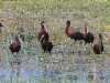 dscn 9123.jpg Ibis falcinelle Plegadis falcinellus à Budicci