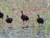 dscn 9124.jpg Ibis falcinelle Plegadis falcinellus à Budicci