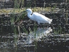 dscn 9261.jpg Aigrette garzette Egretta garzetta à la mare de Budici