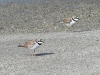 dscn 9412.jpg Petits gravelots Charadrius dubius en amont du pont du liamone