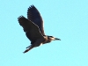 CH8A 4239.jpg Bihoreau gris Nycticorax nycticorax à Barcaggio (ruisseau près du parking)