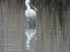 DSDN 2134.jpg Spatule blanche Platalea leucorodia à l'étang de Palu