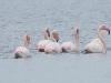 DSCN 2149.jpg Flamants roses Phoenicopterus roseus à l'étang de Palu