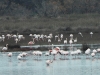DSCN 2159 .jpg Flamants roses Phoenicopterus roseus à l'étang de Palu