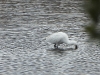 DSDN 2172.jpg Spatules blanches Platalea leucorodia à l'étang de Palu