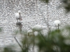 DSCN 2177.jpg Spatules blanches Platalea leucorodia à l'étang de Palu