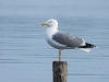 DSCN 2183.jpg Goéland leucophée Larus michahellis à l'étang d'Urbino