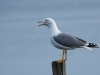 DSCN 2184.jpg Goéland leucophée  Larus michahellisà l'étang d'Urbino