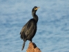 DSCN 2807.jpg Cormoran huppé de Méditerranée Phalacrocorax aristotelis à Capitello