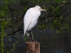 DSCN 2941.jpg Héron garde-boeufs Bubulcus ibis à Budiccie, Bastelicaccia