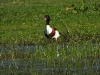 DSCN 2960.jpg Tadorne de Belon femelle Tadorna tadorna à Budiccie, Bastelicaccia