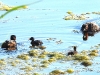 DSCN 3169.jpg Famille de grèbes castagneux Tachybaptus ruficollis à La Viva à Porticcio