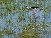 DSCN 3399.jpg Echasse blanche Himantopus himantopus à Budiccie, Bastelicaccia
