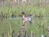 DSCN 3741.jpg Sarcelle d'été Anas querquedula à Budiccie (groupe de 15 individus ), Bastelicaccia
