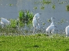 DSCN 4457.jpg Aigrettes garzettes Egretta garzetta au marais de Coggia