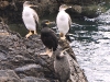 DSCN 5539.jpg Cormorans huppés de Méditerranée Phalacrocorax aristotelis à la baie de Tamarone