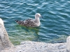 DSCN 6939.jpg Juvénile de goéland d'Audouin Larus audouinii visitant le poste d'observation à Aspretto, Ajaccio
