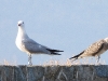 DSCN 6999.jpg Goélands d'Audouin Larus audouinii, FBBD & juvénile sur le mur de la digue d'Aspretto à Ajaccio