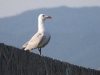 DSCN 7001.jpg Goéland d'Audouin Larus audouinii non bagué sur le mur de la digue d'Aspretto à Ajaccio