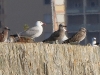 DSCN 7004.jpg Adultes & juvéniles de goélands d'Audouin Larus audouinii sur le mur de la colonie d'Aspretto à Ajaccio