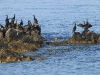 DSCN 7018.jpg Cormorans huppés Phalacrocorax aristotelis (29) sur les rochers en mer après la digue d'Aspretto à Ajaccio