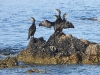 DSCN7023a.jpg Cormorans huppés Phalacrocorax aristotelis (29) sur les rochers en mer après la digue d'Aspretto à Ajaccio
