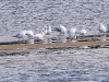 DSCN 7117.jpg Mouettes rieuses (150+) à l'embouchure de la Gravona/Prunelli