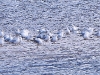 DSCN 7118.jpg Mouettes rieuses (150+) à l'embouchure de la Gravona/Prunelli