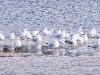 DSCN 7136.jpg Mouettes rieuses (150+)  Chroicocephalus ridibundus à l'embouchure de la Gravona/Prunelli