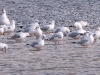 DSCN 71387.jpg Mouettes rieuses (150+) Chroicocephalus ridibundus à l'embouchure de la Gravona/Prunelli