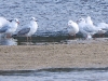 DSCN 7114.jpg Mouettes rieuses (150+) Chroicocephalus ridibundus à l'embouchure de la Gravona/Prunelli