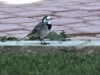 dsc 2053.jpg Bergeronnette grise Motacilla alba au Samharam resort à Salalah