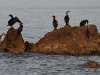 dsc 1018.jpg Cormorans huppés Phalacrocorax aristotelis desmarestii à la plage de La Viva à Porticcio