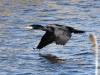 dsc 9879.jpg Grand cormoran Phalacrocorax carbo avant l'embouchure de la Gravona et du Prunelli 