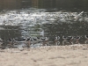 dscn 3628.jpg Echasses blanches & mouettes mélanocéphales à l'embouchure de la Gravona & du Prunelli