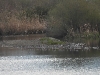 dscn 3675.jpg Echasses blanches Himantopus himantopus à l'embouchure de la Gravona & du Prunelli