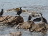 dscn 5487.jpg Cormorans huppés de Méditerranée Phalacrocorax desmarestii au Scudo